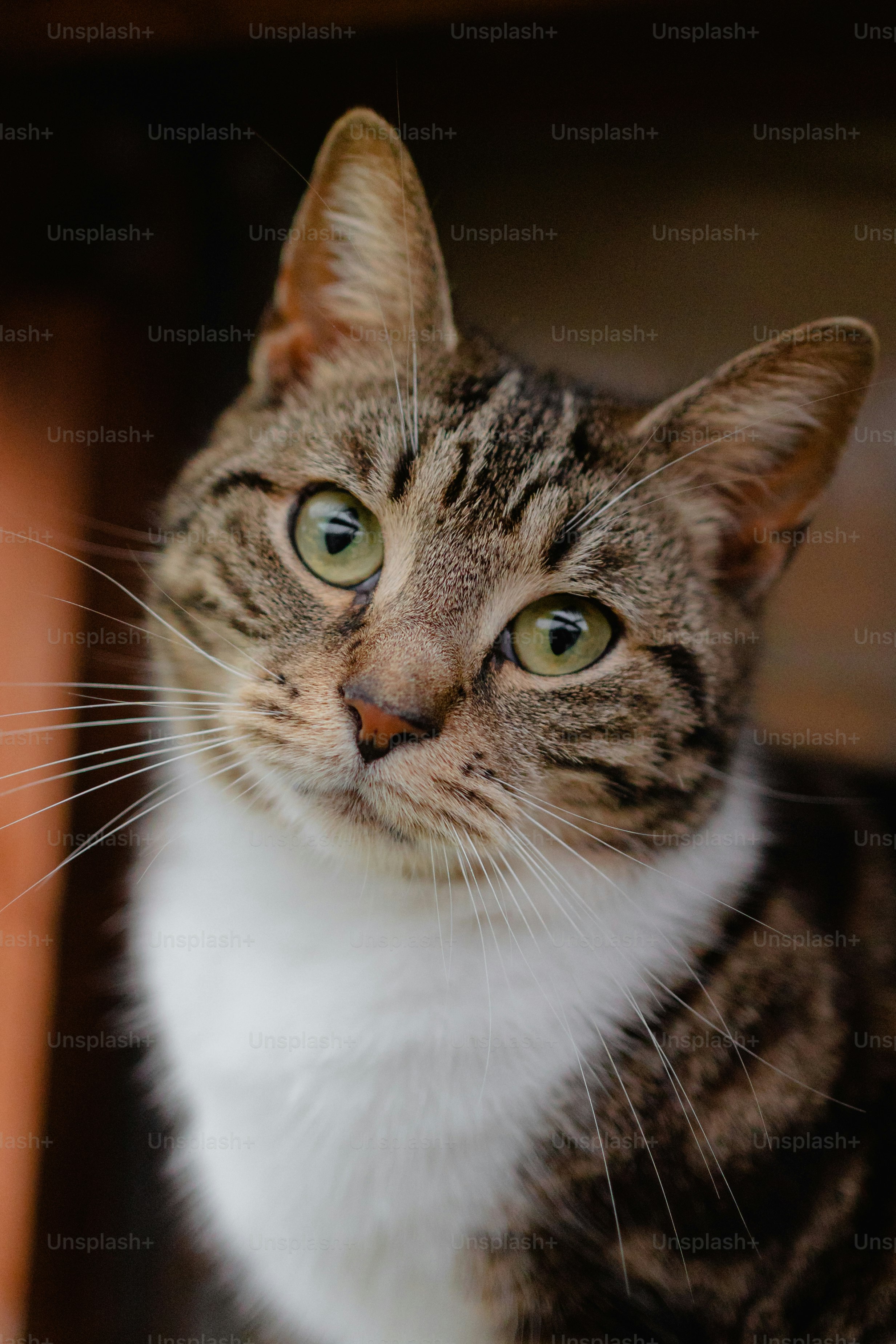 a close up of a cat looking at the camera